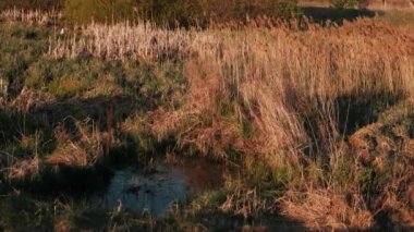 Baharda kuru otlarla bataklıktaki sazlıklar. Yanıcı sarı çimenler