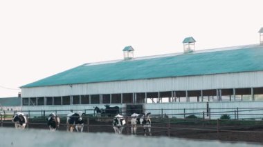 Siyah beyaz çiftlik inekleri