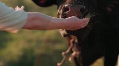 İnek güneşin altında ot yer.