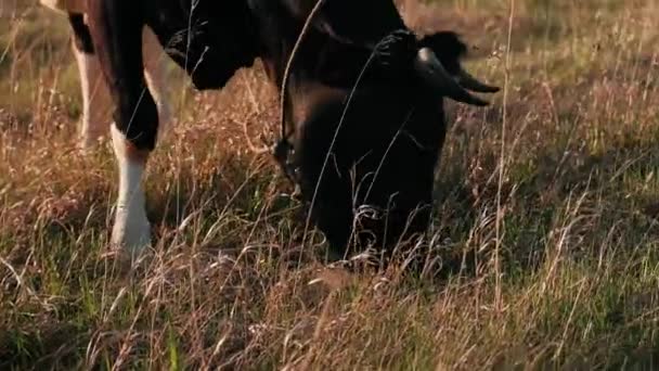 Vaca Come Hierba Sol Atardecer — Vídeo de stock