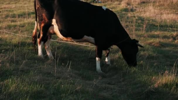 Kuh Frisst Gras Der Sonne Bei Sonnenuntergang — Stockvideo