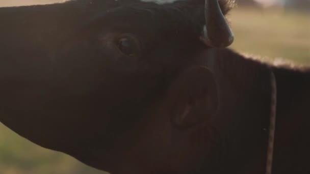 vache mange de l'herbe au soleil au coucher du soleil 