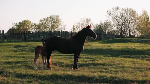 Potro Corre Mãe Cavalo Cavalo Com Potro Prado Pôr Sol — Vídeo de Stock