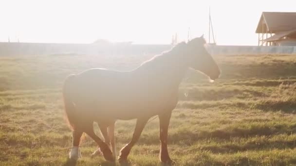 Foal Runs Horse Mom Horse Foal Meadow Sunset — Stock Video