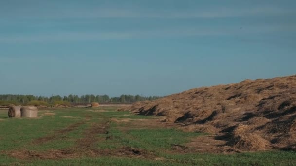 Heno Cosechado Para Granja Enorme Área Heno Para Vacas — Vídeos de Stock