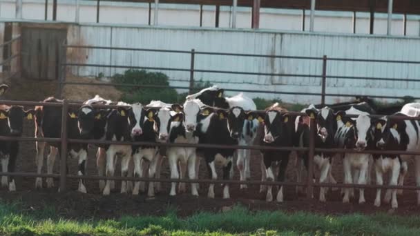 Αγελάδες Αγρόκτημα Μαύρο Και Άσπρο — Αρχείο Βίντεο