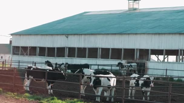 Αγελάδες Αγρόκτημα Μαύρο Και Άσπρο — Αρχείο Βίντεο