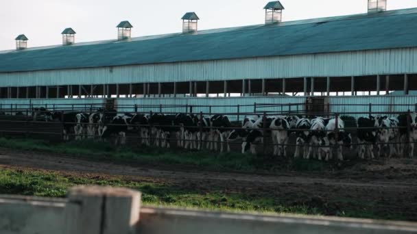 Vacas Criação Preto Branco — Vídeo de Stock