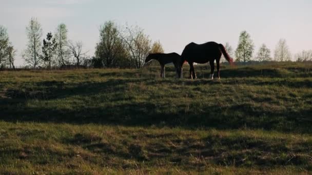 馬の瞬間に実行されます 日没の牧草地での敵と馬 — ストック動画