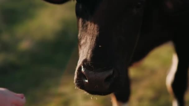 Krowa Trawę Słońcu Zachodzie Słońca — Wideo stockowe