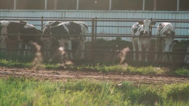 黒と白の牧場の牛は — ストック動画