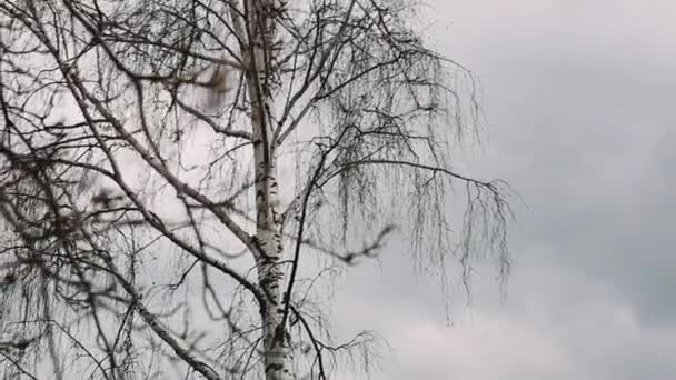 Weiden Frühling Flauschige Pflanzen Auf Einem Baum — Stockvideo