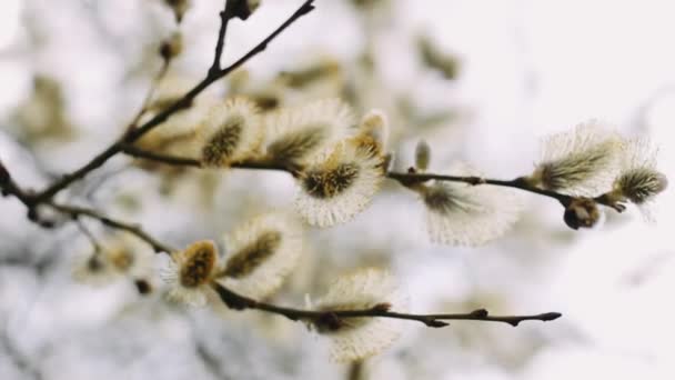 Weiden Frühling Flauschige Pflanzen Auf Einem Baum — Stockvideo