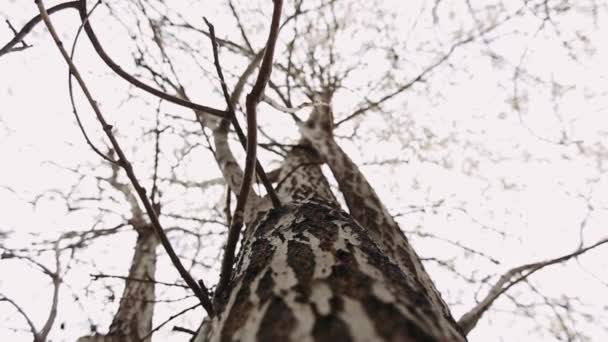 Willow au printemps. Plantes moelleuses sur un arbre .