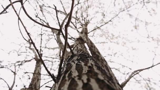 Willow Printemps Plantes Moelleuses Sur Arbre — Video