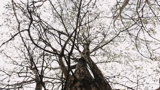 Весною Верба Дерево Вкрите Пухнастими Рослинами — стокове відео