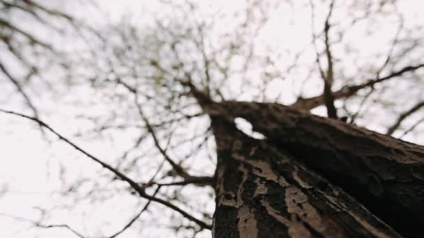 春天的柳树 树上松软的植物 — 图库视频影像