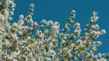 Bahar Elması ağacı çiçekleri çiçek açar, yakın plan. Çiçek, çiçek açan meyve bahçesi, bahçecilik..