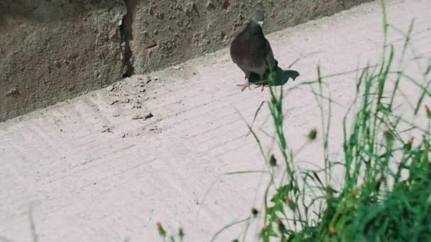 Close Van Duif Die Markt Loopt Schot Van Het Vogelniveau — Stockvideo