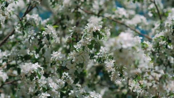 春リンゴの木の花は時間が経過し 閉じて咲く 果樹園の木 — ストック動画
