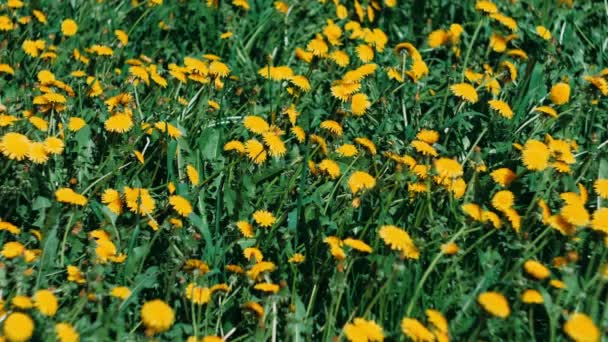 Dentes Leão Amarelos Florescem Campo Verão Entre Grama Sol — Vídeo de Stock