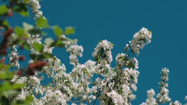 Spring Apple Tree Flowers Blossom Timelapse Close Flower Blooming Orchard — Stock Video