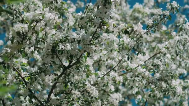 Primavera Las Flores Del Manzano Florecen Timelapse Cerca Flores Huerto — Vídeos de Stock