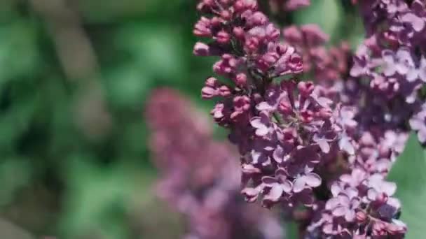 テリー ライラックの開花 紫色のライラックのクローズアップの開花枝 柔らかい花の束と春の風景 — ストック動画