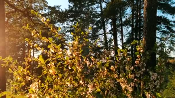 Árvore Florescente Pôr Sol Flores Brancas Uma Árvore Parque Primavera — Vídeo de Stock