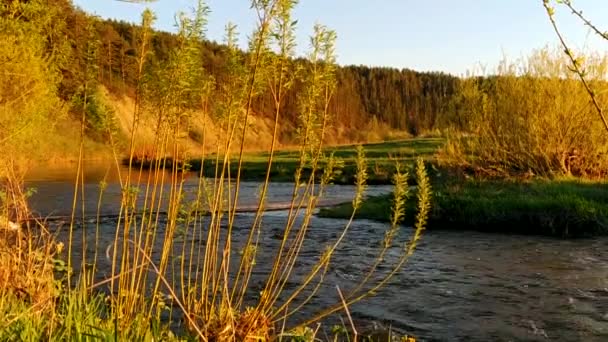 Nehirde Hareketi Vahşi Doğada Gün Batımında Nehir — Stok video