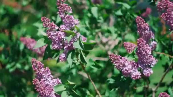 テリー ライラックの開花 紫色のライラックのクローズアップの開花枝 柔らかい花の束と春の風景 — ストック動画
