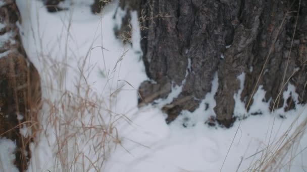 겨울철에는 배경으로 나무를 심었다 — 비디오