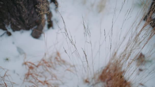 Сприги Сухой Травы Зимой Деревянном Фоне — стоковое видео