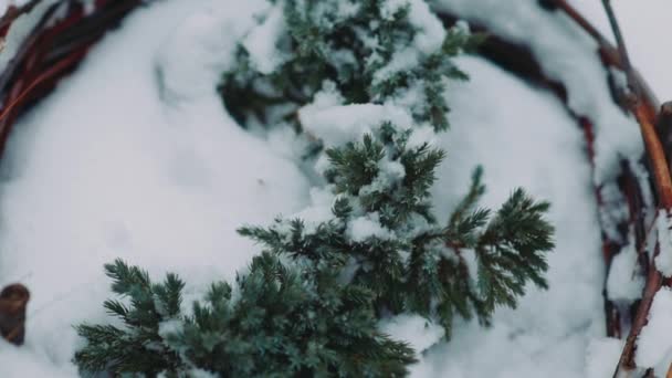 Árboles Verdes Navidad Invierno Nieve — Vídeo de stock