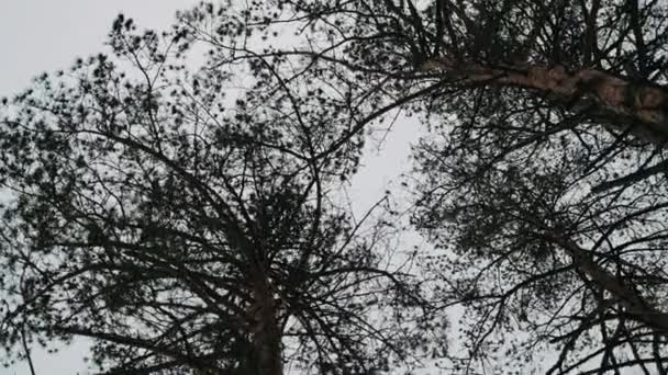 Árbol Grande Oscuro Contra Cielo Blanco — Vídeos de Stock