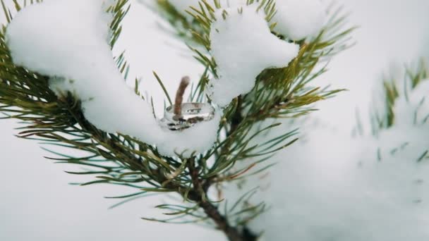 Πράσινα Χριστουγεννιάτικα Δέντρα Χειμώνα Στο Χιόνι — Αρχείο Βίντεο