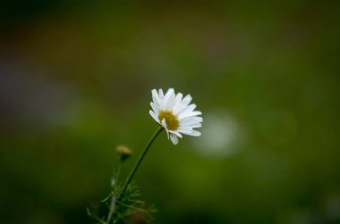 Tarlada yalnız çiçekler