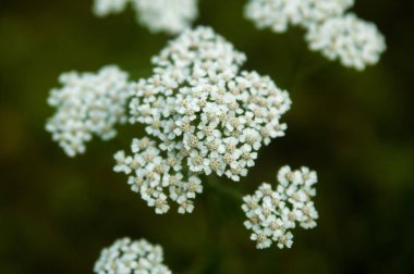 Tarlada yalnız çiçekler