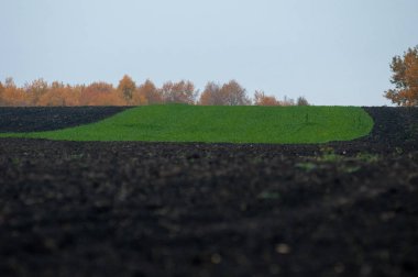 Kış buğdayının ilk tohumları