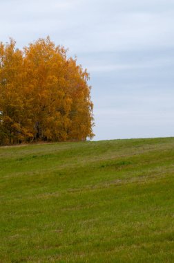 Tarlalarda ve ormanlarda sonbahar altını