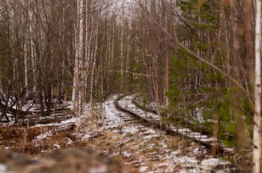 Yağmur mevsiminde orman dolambaçlı yolları