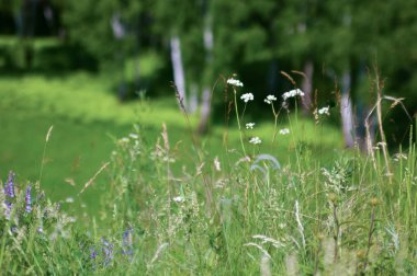 Yazın kır çiçekleri...