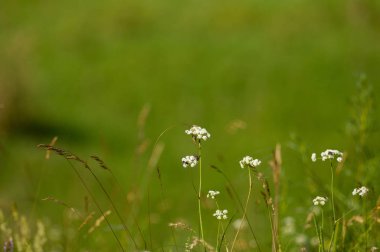 Yazın kır çiçekleri...