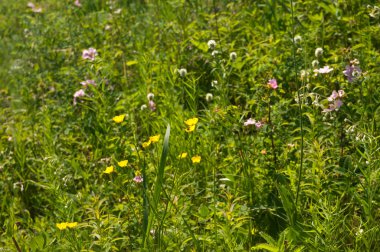 Yazın kır çiçekleri...