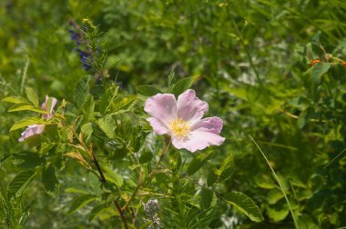 Yazın kır çiçekleri...