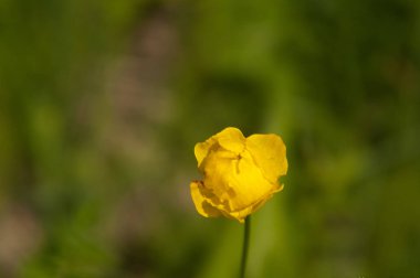 Yazın kır çiçekleri...