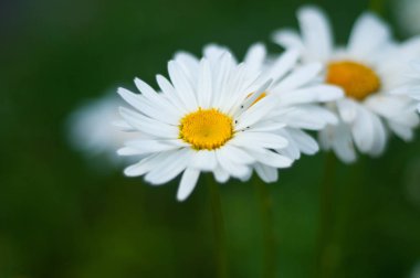 Bahçe beyaz papatya çayı