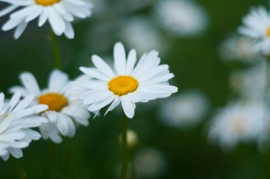 Bahçe beyaz papatya çayı