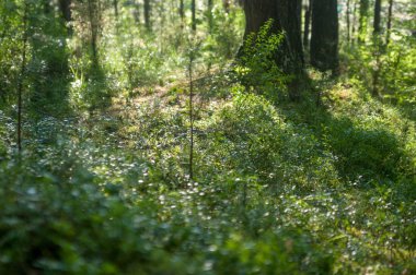 Yağmur üstüne güneş ışınları altında orman
