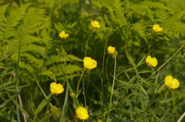 Fält Blommor Sommaren Ural — Stockfoto